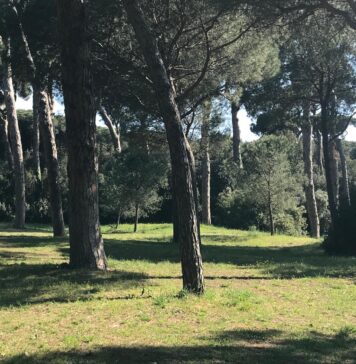 Il Comune di Fiumicino ordina il taglio immediato di 40 alberi per motivi di sicurezza. Area chiusa per un mese, poi partirà il piano di reimpianto