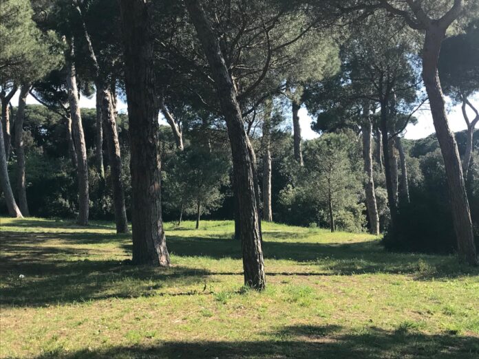Il Comune di Fiumicino ordina il taglio immediato di 40 alberi per motivi di sicurezza. Area chiusa per un mese, poi partirà il piano di reimpianto