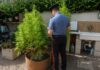 Scoperta una serra di cannabis a Ostia Antica con arresti in via Minervini. Secondo sequestro di piante in via Pallottino