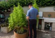 Scoperta una serra di cannabis a Ostia Antica con arresti in via Minervini. Secondo sequestro di piante in via Pallottino