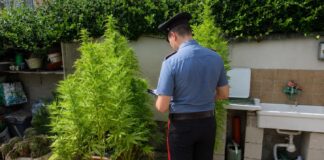 Scoperta una serra di cannabis a Ostia Antica con arresti in via Minervini. Secondo sequestro di piante in via Pallottino