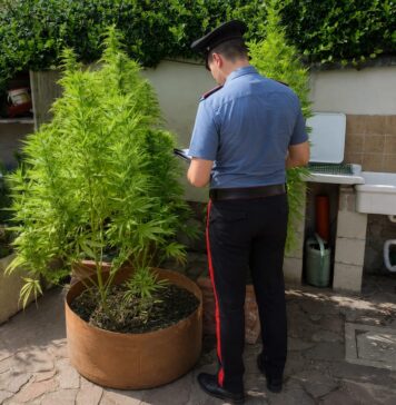 Scoperta una serra di cannabis a Ostia Antica con arresti in via Minervini. Secondo sequestro di piante in via Pallottino