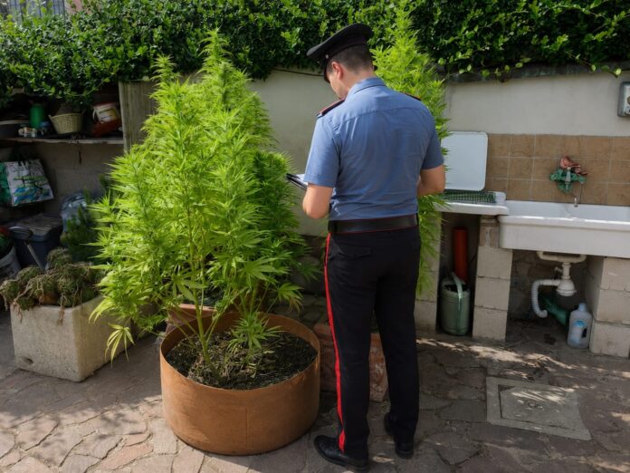 Scoperta una serra di cannabis a Ostia Antica con arresti in via Minervini. Secondo sequestro di piante in via Pallottino