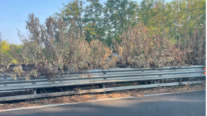 Cristoforo Colombo a rischio nuovi incendi: decine di oleandri incolti e secchi in mezzo al guard rail 1