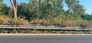 Cristoforo Colombo a rischio nuovi incendi: decine di oleandri incolti e secchi in mezzo al guard rail 1