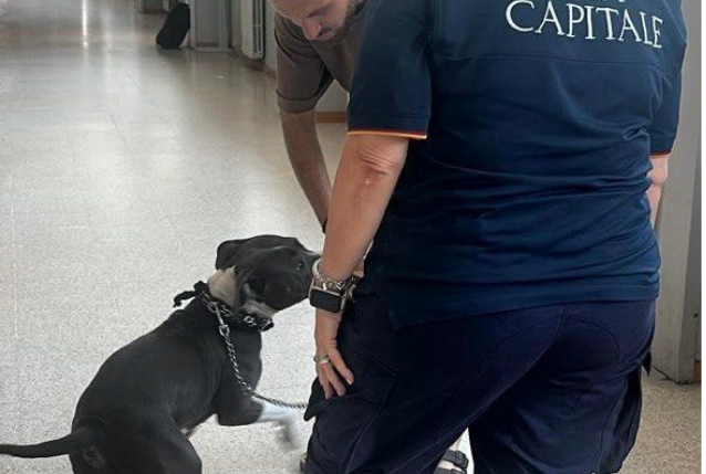 a pitbull