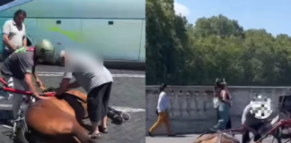 Il cavallo delle botticelle è stramazzato sul pavé rovente in mezzo al traffico sotto gli occhi dei turisti e passanti