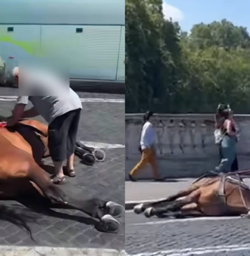Il cavallo delle botticelle è stramazzato sul pavé rovente in mezzo al traffico sotto gli occhi dei turisti e passanti
