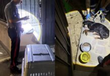 Lasciato sotto il sole per giorni: cane salvato dai Carabinieri, scatta la denuncia per il padrone I vicini di casa allertano i militari che intervengono per soccorrere il cane in gravi condizioni. La proprietaria è stata denunciata per maltrattamento
