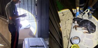 I vicini di casa allertano i militari che intervengono per soccorrere il cane in gravi condizioni. La proprietaria è stata denunciata per maltrattamento