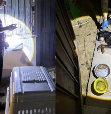 I vicini di casa allertano i militari che intervengono per soccorrere il cane in gravi condizioni. La proprietaria è stata denunciata per maltrattamento