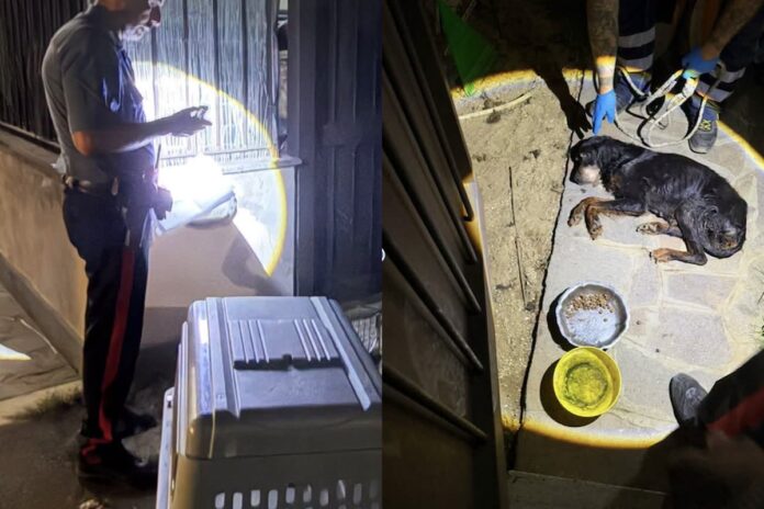 I vicini di casa allertano i militari che intervengono per soccorrere il cane in gravi condizioni. La proprietaria è stata denunciata per maltrattamento