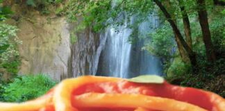 Sagra de li lombrichi 2026 a Manziana: weekend di gusto da non perdere vicino Roma