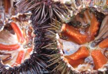 Blitz a Santa Marinella: beccato con 1.500 ricci di mare