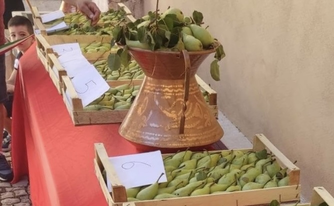 sagra-pera-spadona