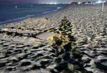La tartaruga è emersa al Marine Village. Per salvare le uova dal rischio mareggiate, gli esperti le hanno trasferite d'urgenza nella nursery di Castelporziano