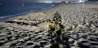 La tartaruga è emersa al Marine Village. Per salvare le uova dal rischio mareggiate, gli esperti le hanno trasferite d'urgenza nella nursery di Castelporziano