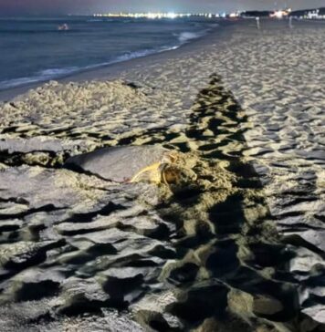 La tartaruga è emersa al Marine Village. Per salvare le uova dal rischio mareggiate, gli esperti le hanno trasferite d'urgenza nella nursery di Castelporziano