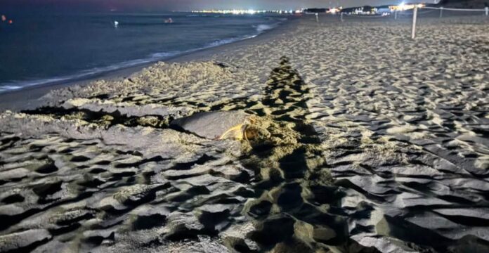 La tartaruga è emersa al Marine Village. Per salvare le uova dal rischio mareggiate, gli esperti le hanno trasferite d'urgenza nella nursery di Castelporziano