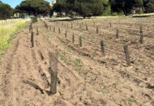 Forestazione pineta acque rosse