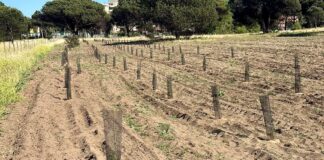 Forestazione pineta acque rosse