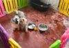 I cani sequestrati a Sacrofano arrivano da un allevamento casalingo dove gli operatori hanno trovato condizioni giudicate incompatibili con il benessere animale. L'attivista Enrico Rizzi ha inoltre denunciato l'allevatrice per maltrattamento