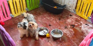 I cani sequestrati a Sacrofano arrivano da un allevamento casalingo dove gli operatori hanno trovato condizioni giudicate incompatibili con il benessere animale. L'attivista Enrico Rizzi ha inoltre denunciato l'allevatrice per maltrattamento