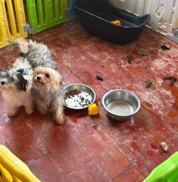 I cani sequestrati a Sacrofano arrivano da un allevamento casalingo dove gli operatori hanno trovato condizioni giudicate incompatibili con il benessere animale. L'attivista Enrico Rizzi ha inoltre denunciato l'allevatrice per maltrattamento