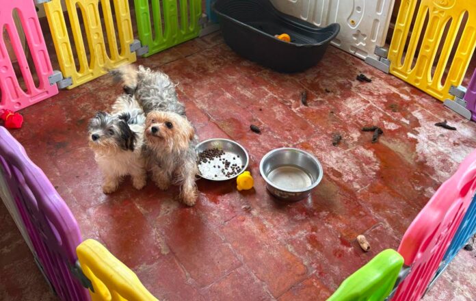 I cani sequestrati a Sacrofano arrivano da un allevamento casalingo dove gli operatori hanno trovato condizioni giudicate incompatibili con il benessere animale. L'attivista Enrico Rizzi ha inoltre denunciato l'allevatrice per maltrattamento