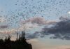 Un'escursione guidata dal WWF porta alla scoperta dei pipistrelli a Bracciano lungo il Fosso dei Quadri, individuandoli con il bat detector tra tutela della specie e il fascino del lungolago di notte