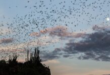 Un'escursione guidata dal WWF porta alla scoperta dei pipistrelli a Bracciano lungo il Fosso dei Quadri, individuandoli con il bat detector tra tutela della specie e il fascino del lungolago di notte