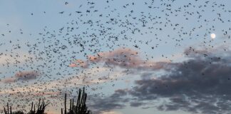 Un'escursione guidata dal WWF porta alla scoperta dei pipistrelli a Bracciano lungo il Fosso dei Quadri, individuandoli con il bat detector tra tutela della specie e il fascino del lungolago di notte