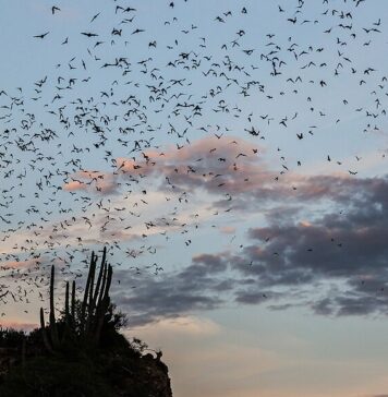 Un'escursione guidata dal WWF porta alla scoperta dei pipistrelli a Bracciano lungo il Fosso dei Quadri, individuandoli con il bat detector tra tutela della specie e il fascino del lungolago di notte