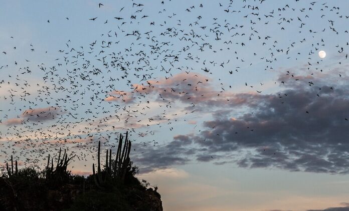 Un'escursione guidata dal WWF porta alla scoperta dei pipistrelli a Bracciano lungo il Fosso dei Quadri, individuandoli con il bat detector tra tutela della specie e il fascino del lungolago di notte