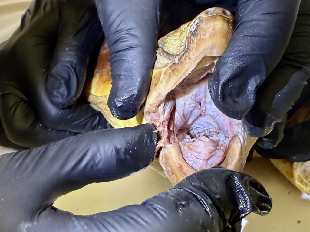 La tartaruga marina salvata dopo aver lottato contro una lenza grazie all'intervento di TartaLazio e al lavoro dei veterinari di Zoomarine