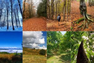 Via degli Dei: in cammino da Bologna a Firenze tra natura, storia e sapori 1