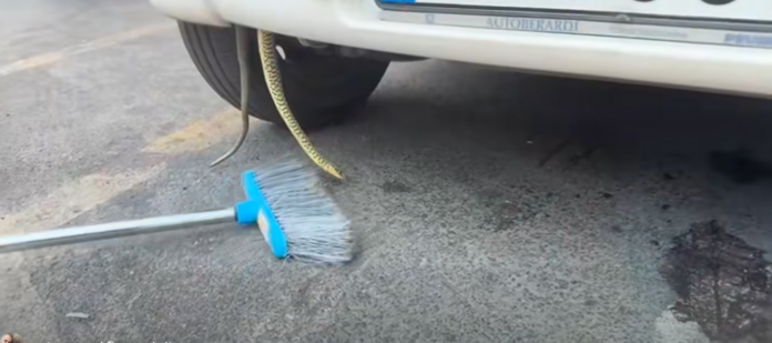 SERPENTE NEL TELAIO