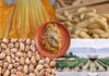 Sagre e processioni a Roma e nel Lazio dal 14 al 16 agosto 2026: programma e menù tra cibo, musica e prodotti locali