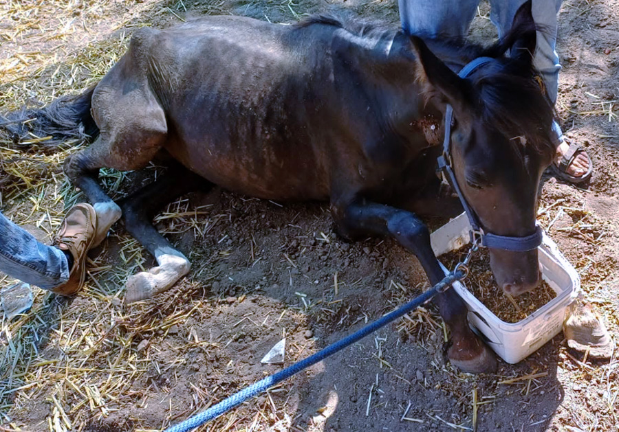 Lasciati morire di stenti sotto il sole cocente: salvati in extremis a Roma nord cavalli ridotti a scheletri (FOTO) 2