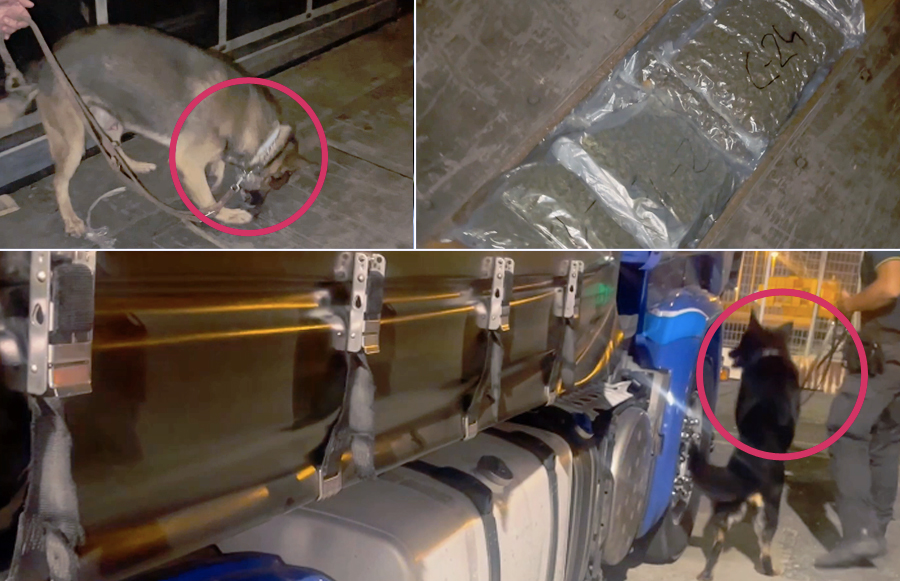 Carico di droga da oltre 3 milioni di euro nel tir: corriere bloccato al porto dal fiuto di Ice e Frida (VIDEO) 1