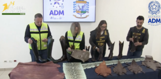 Sequestrati da Adm e Guardia di Finanza manufatti prodotti con pelli di specie protette: scarpe e accessori di squalo, pitone e coccodrillo spacciati nei documenti doganali per comuni stivali da cowboy