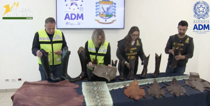 Sequestrati da Adm e Guardia di Finanza manufatti prodotti con pelli di specie protette: scarpe e accessori di squalo, pitone e coccodrillo spacciati nei documenti doganali per comuni stivali da cowboy