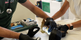 La tartaruga marina salvata dopo aver lottato contro una lenza grazie all'intervento di TartaLazio e al lavoro dei veterinari di Zoomarine
