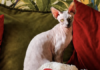 Il gatto Mogu, Sphynx di casa dell'attrice Micol Olivieri e del calciatore Christian Massella, manca dal 19 agosto