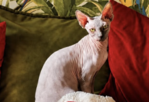 Il gatto Mogu, Sphynx di casa dell'attrice Micol Olivieri e del calciatore Christian Massella, manca dal 19 agosto