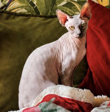 Il gatto Mogu, Sphynx di casa dell'attrice Micol Olivieri e del calciatore Christian Massella, manca dal 19 agosto