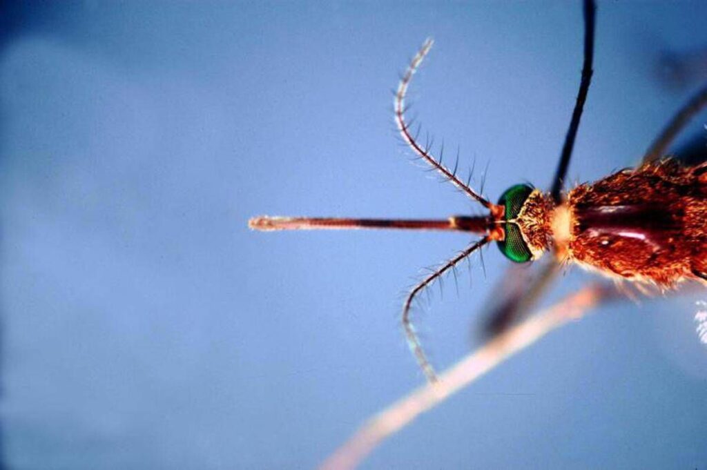 West Nile a Guidonia e Tivoli: terzo caso umano e controlli negli allevamenti. Scattano le disinfestazioni 1