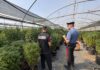 Un'operazione dei Carabinieri della Compagnia di Castel Gandolfo ha portato al sequestro di canapa e all'arresto di tre persone: la ricostruzione di quanto emerso