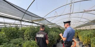 Un'operazione dei Carabinieri della Compagnia di Castel Gandolfo ha portato al sequestro di canapa e all'arresto di tre persone: la ricostruzione di quanto emerso