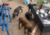 Blitz dei Carabinieri e delle Guardie Zoofile: adulti e cuccioli di cani corso trovati in condizioni di degrado, mentre partono già le prime richieste di adozione